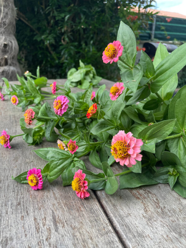 Botte de Zinnias