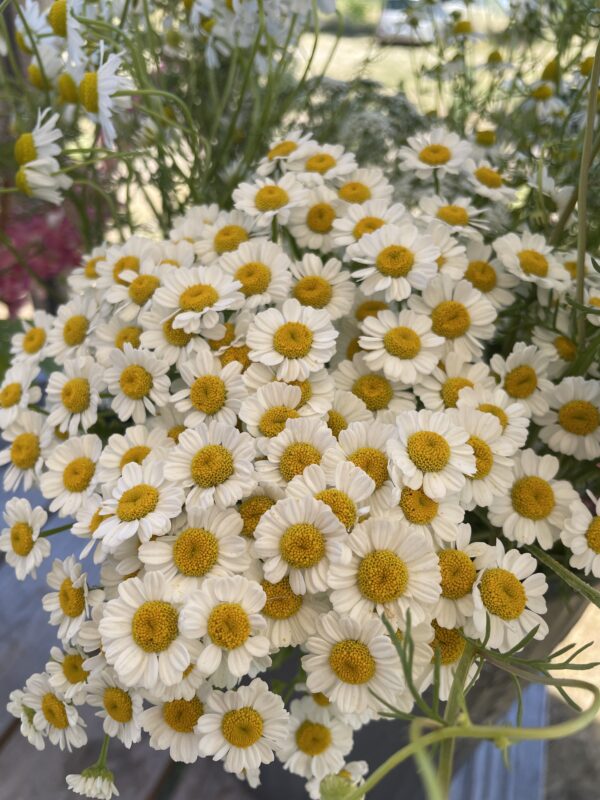 Botte de Tanacetum