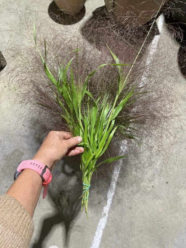Panicum Elegans (Frosted Explosion)