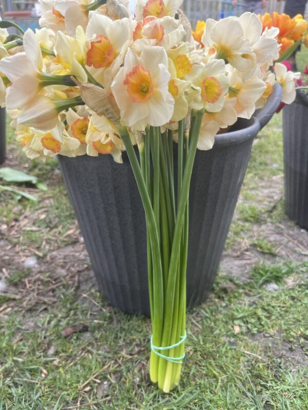 Botte de Narcisse Yazz