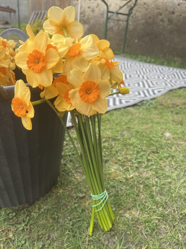 Botte de Narcisse Kedron