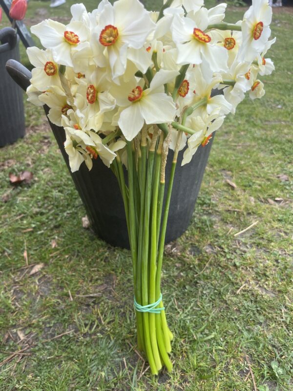 Botte de Narcisse Poeticus Actaea