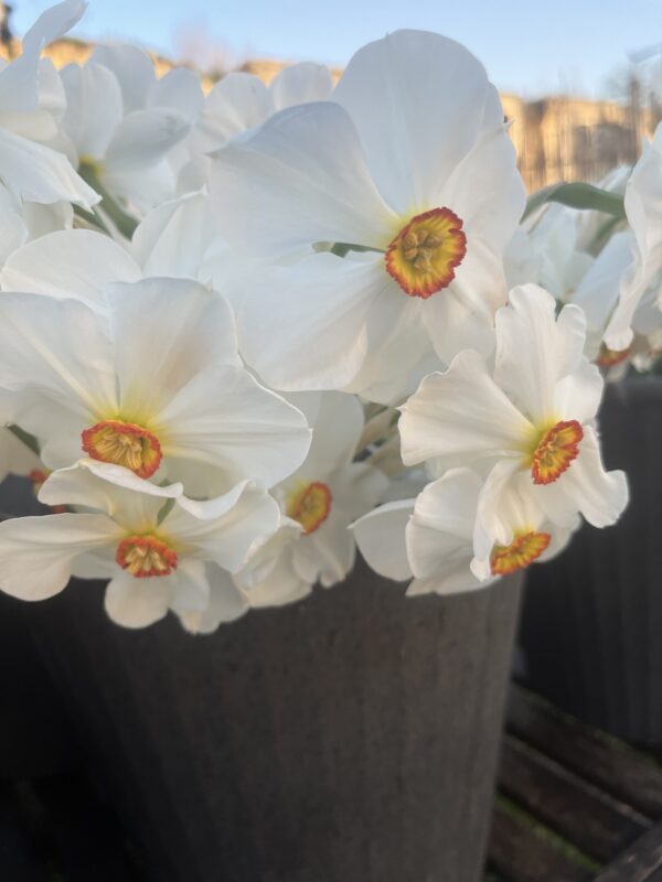 Botte de Narcisse Poeticus Actaea – Image 2