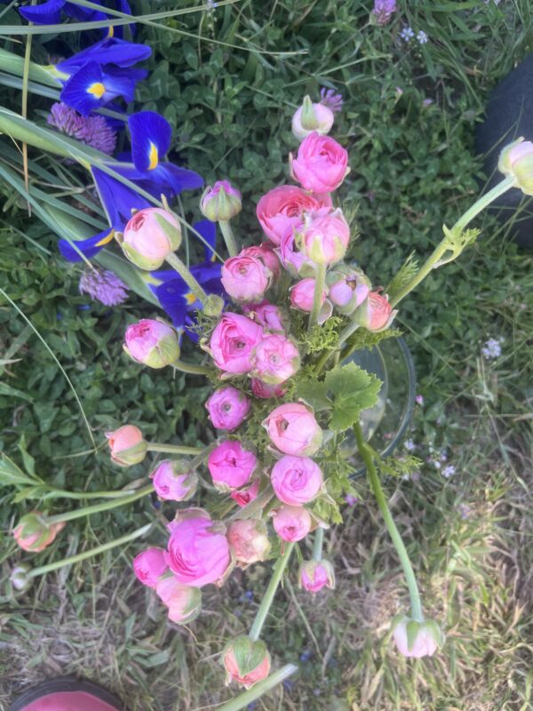 Botte de Renoncules nuances roses (incl. rose picotée) – Image 2