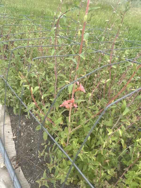 Botte de Clarkia Unguiculata - saumon – Image 3