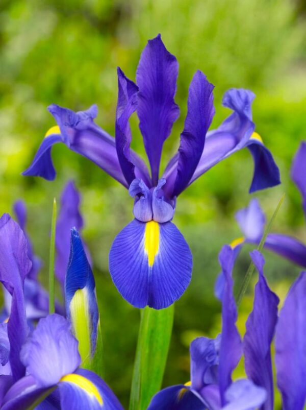 Botte d'Iris Hollandica Bleu