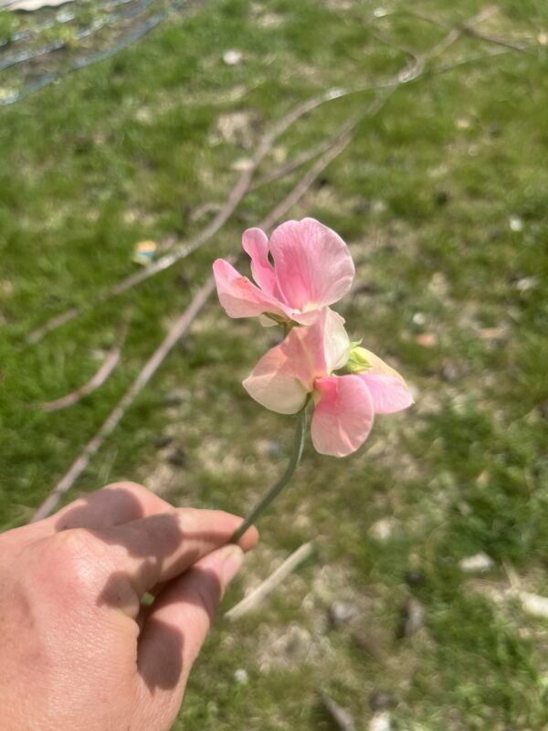 Botte de Lathyrus Odoratus (Pois Senteur) “Emily”