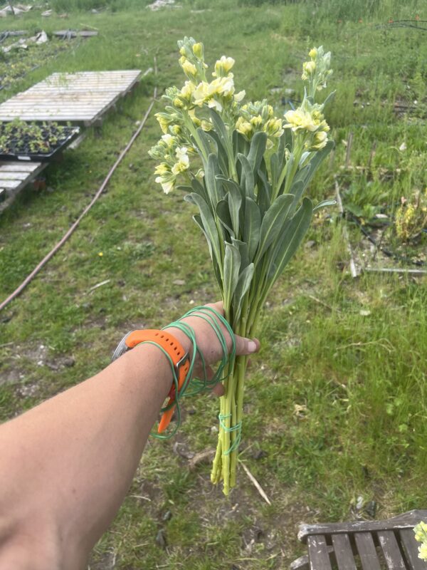Botte de Matthiola Incana (Giroflée) “Noble Cream Yellow”