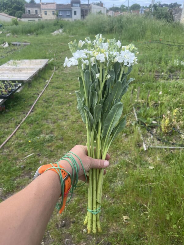 Botte de Matthiola Incana (Giroflée) “Early Iron White”