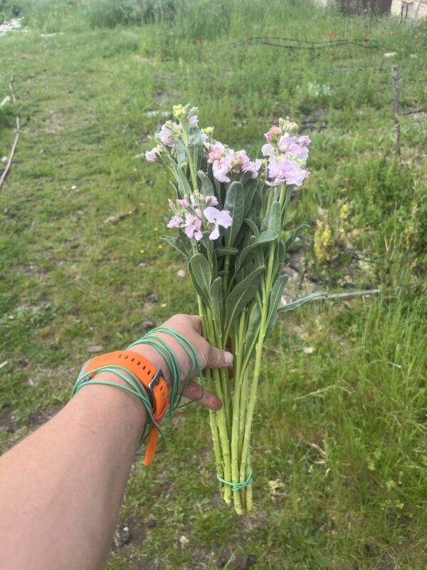 Botte de Matthiola Incana (Giroflée) “Early Iron Cherry”