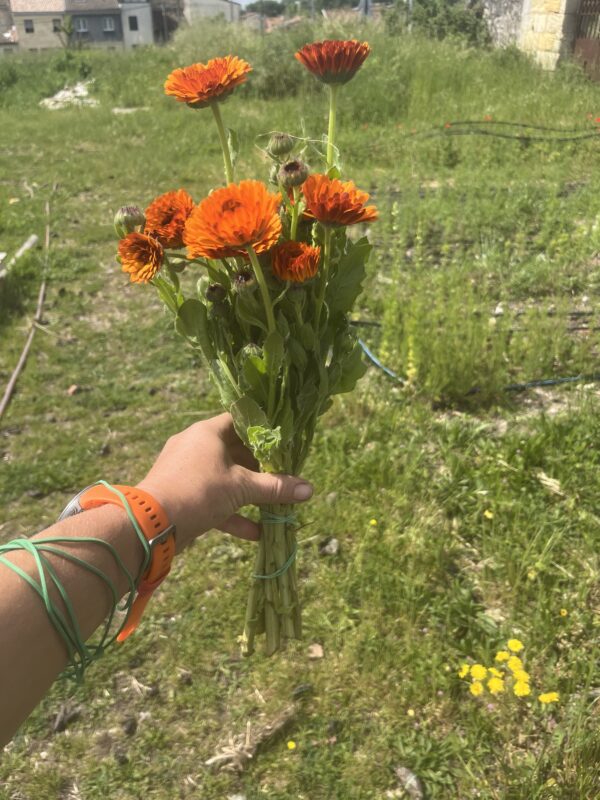 Botte de Calendulas officinales taille grande