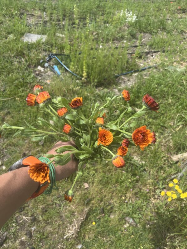 Botte de Calendulas officinales taille petite – Image 3