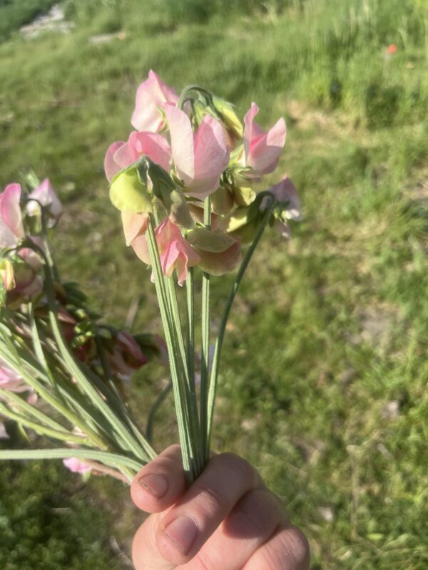 Botte de Lathyrus Odoratus (Pois Senteur) “Emily” – Image 3