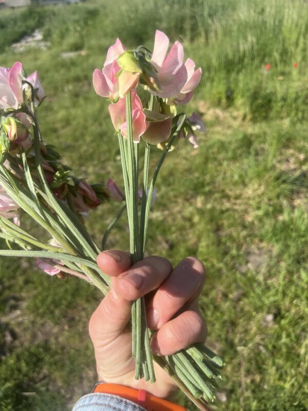 Botte de Lathyrus Odoratus (Pois Senteur) “Emily” – Image 2