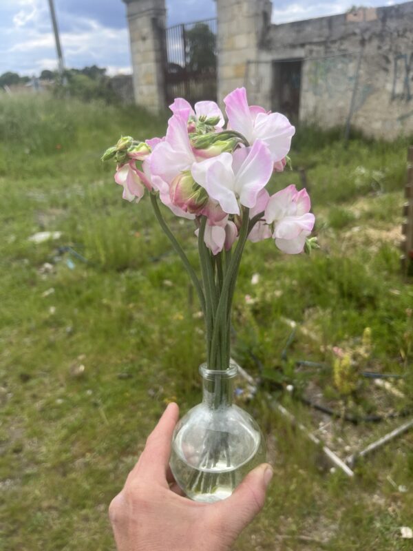 Botte de Lathyrus Odoratus (Pois Senteur) “High Society”