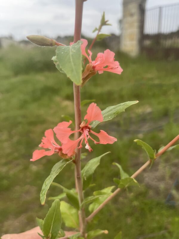 Botte de Clarkia Unguiculata - saumon
