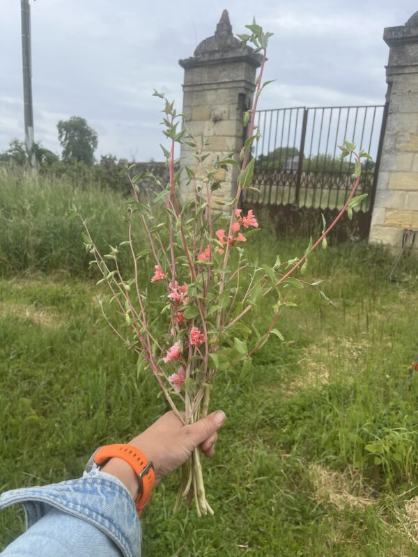 Botte de Clarkia Unguiculata - saumon – Image 2