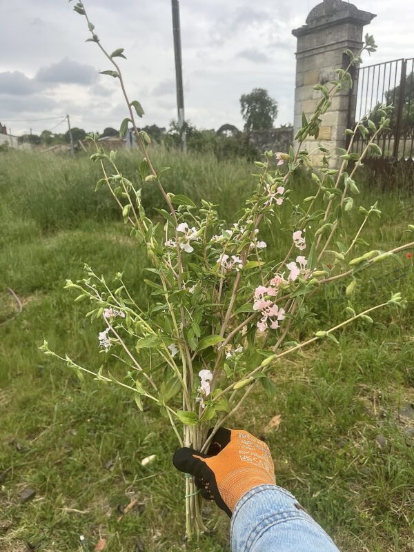 Botte de Clarkia Unguiculata - apple blossom