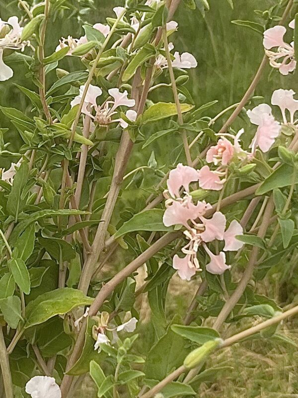 Botte de Clarkia Unguiculata - apple blossom – Image 2